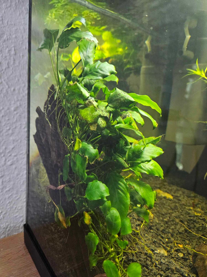 Akvarium 70 liter b: 56 d: 32 h: 40