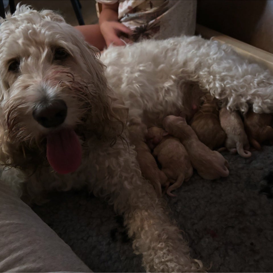 Cockerpoo/Golden Doodle F1