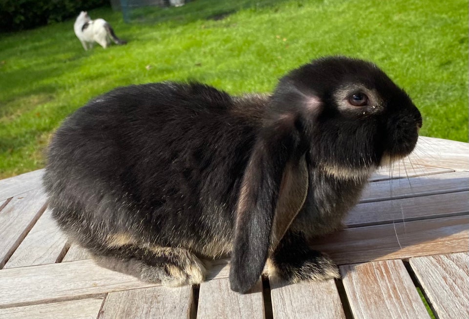 Kanin, FRANSK VÆDDER HUN SORT