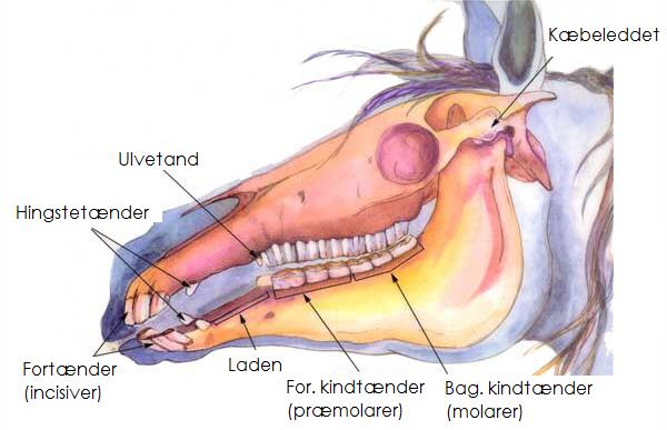 Vedhæng, Hest - Tand