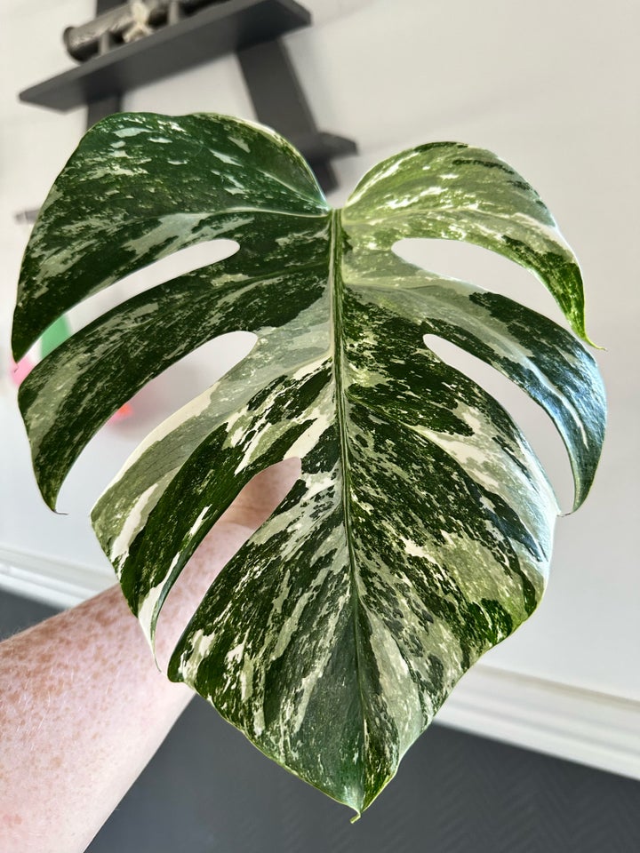 Stikling, Monstera Albo