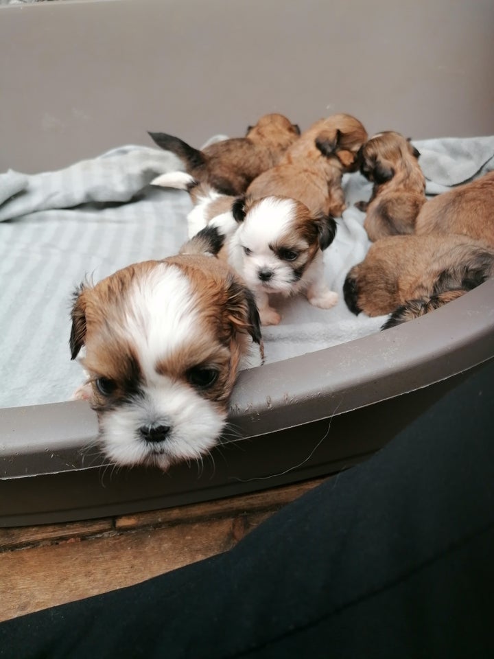 Shih tzu  hvalpe 4 uger