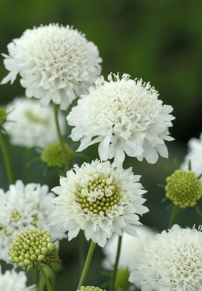 Frø, Scabiosa, hvid