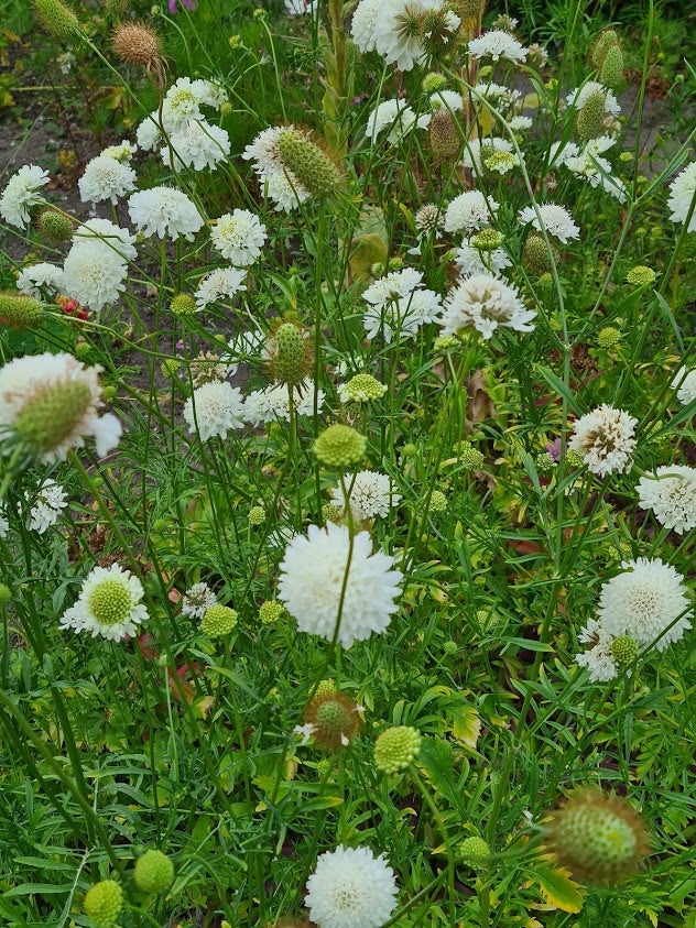 Frø, Scabiosa, hvid