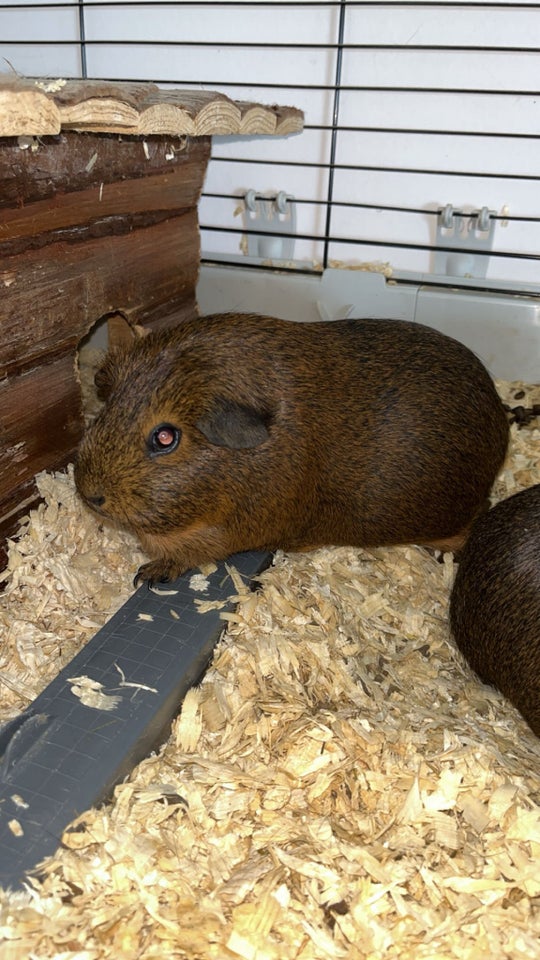 Marsvin, Kæledyr glathåret, 2 år