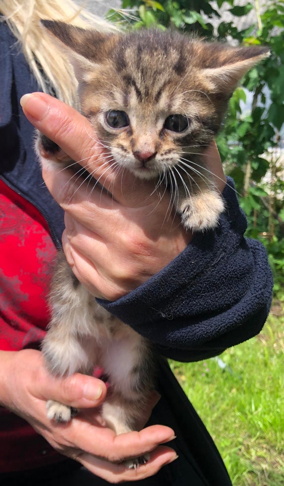 Hunkilling Maine Coon blanding 9