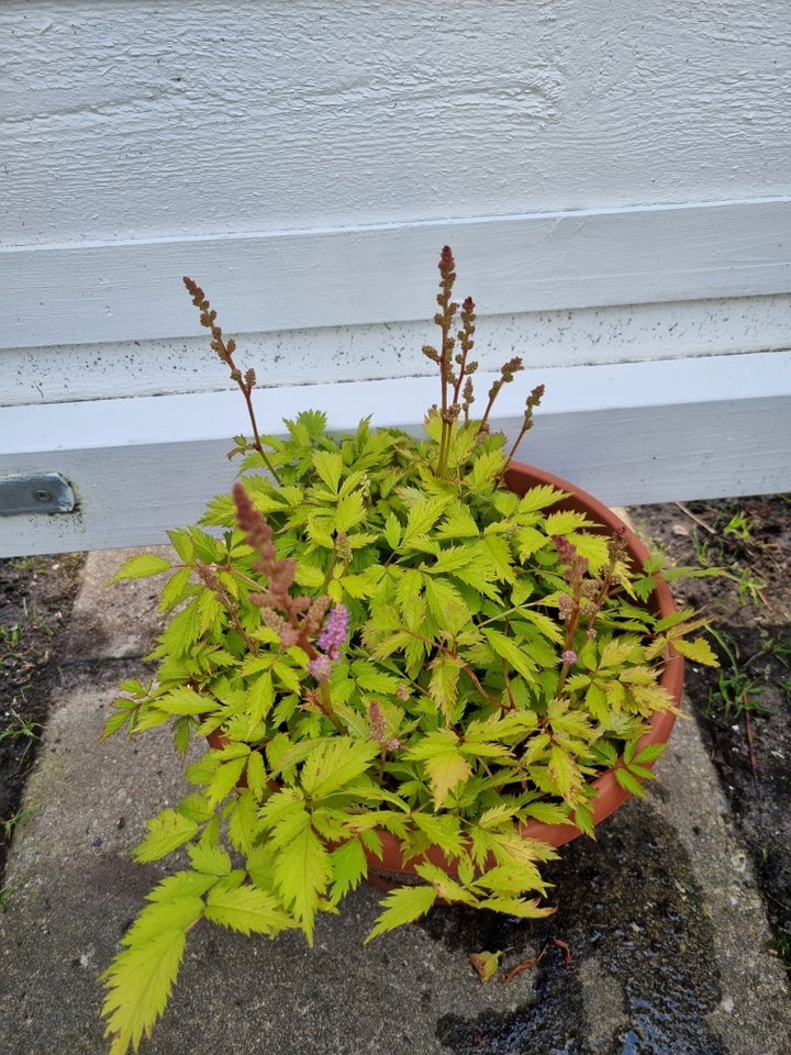 Staude Astilbe