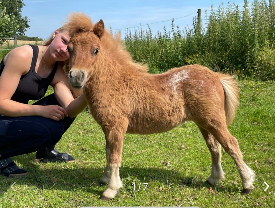 Shetlandspony, hingst, 0 år