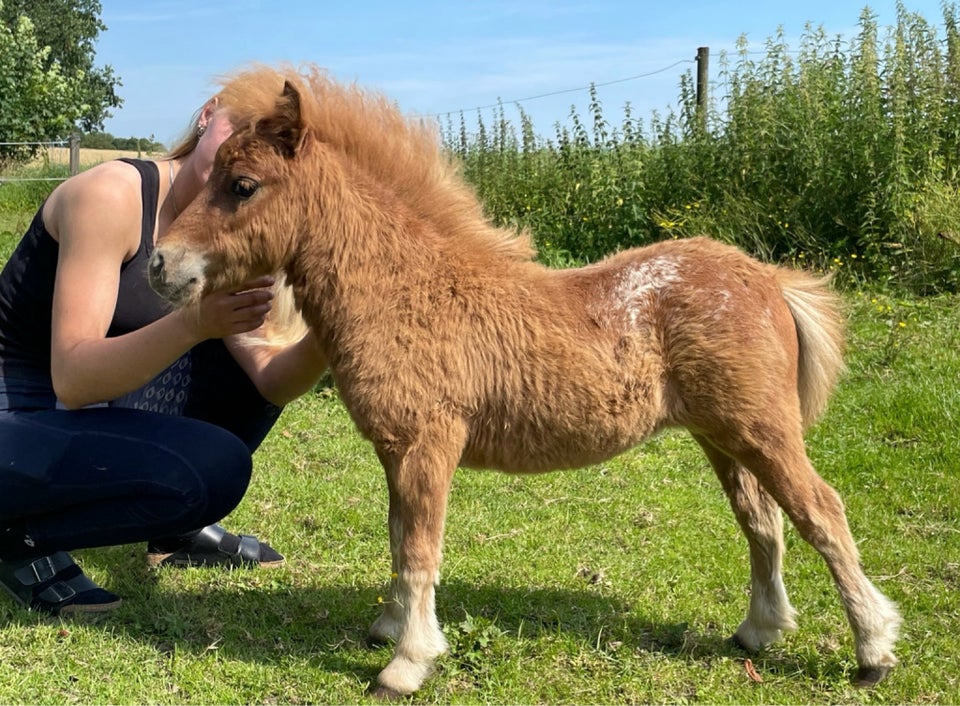 Shetlandspony, hingst, 0 år