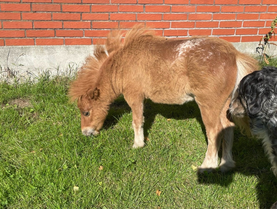 Shetlandspony, hingst, 0 år