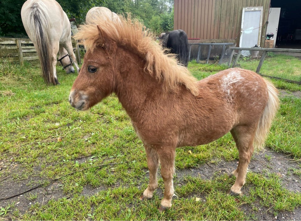 Shetlandspony, hingst, 0 år