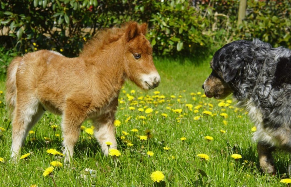 Shetlandspony, hingst, 0 år