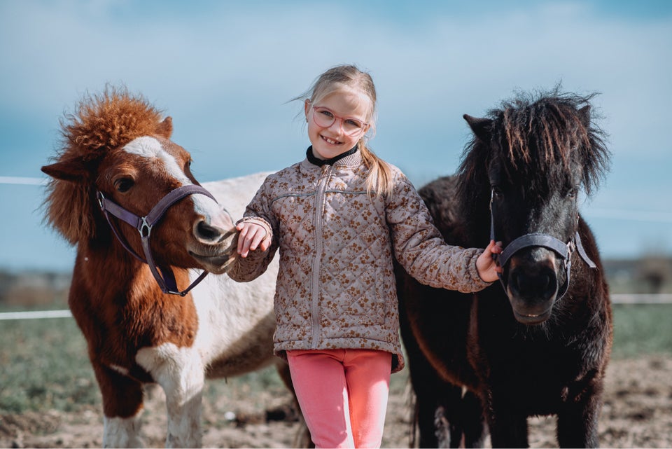 Shetlandspony hoppe 2 år