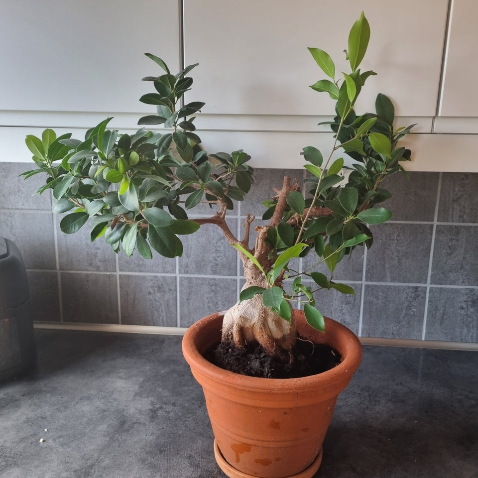 Bonsai, Ficus