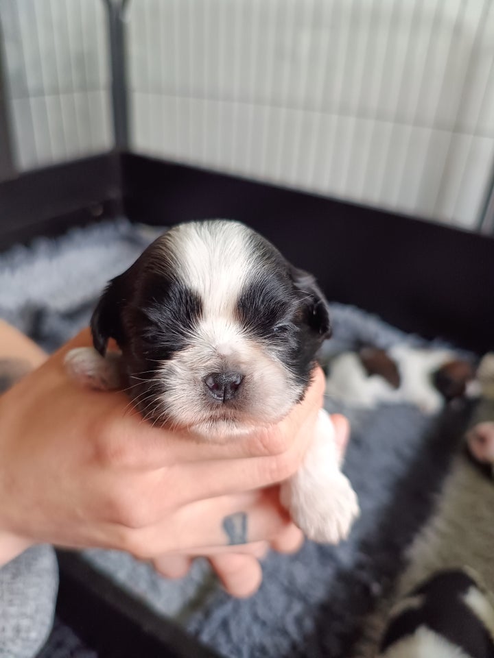 Shih tzu hvalpe 3 uger