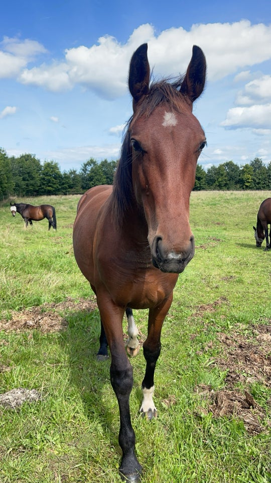 Oldenborg, hoppe, 1 år