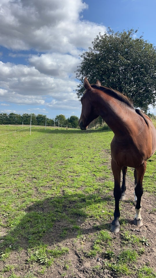 Oldenborg, hoppe, 1 år