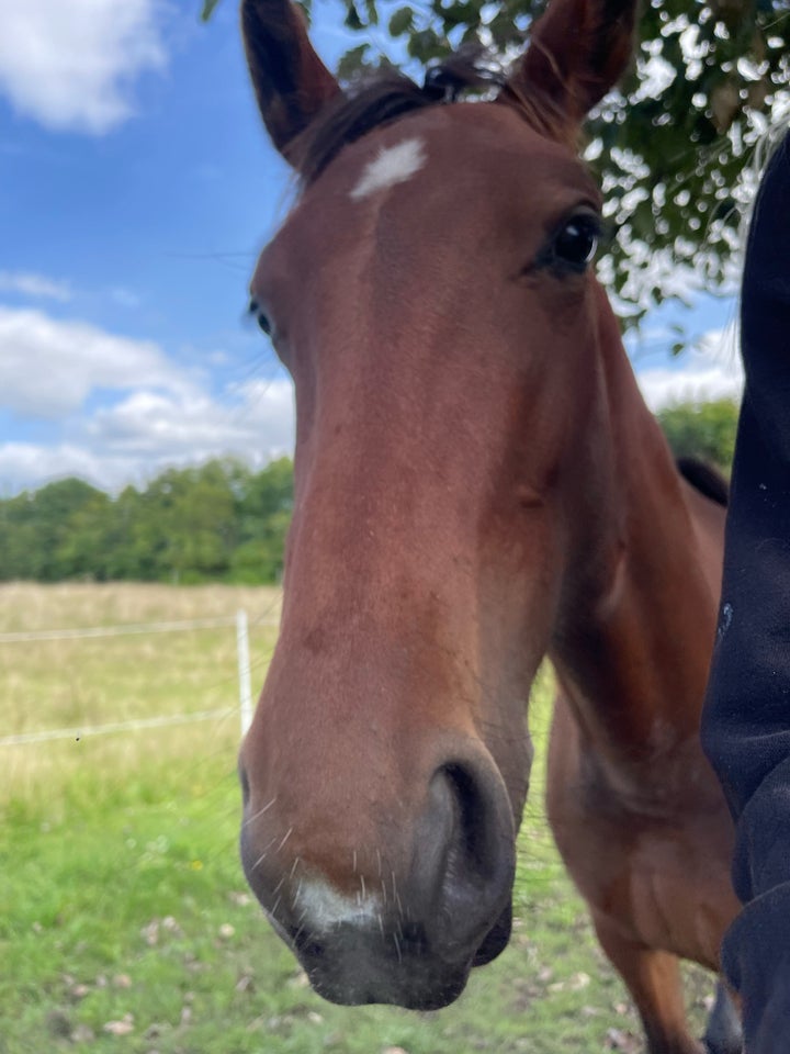 Oldenborg, hoppe, 1 år