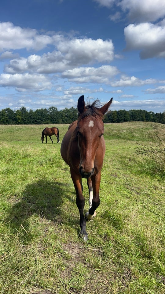 Oldenborg, hoppe, 1 år