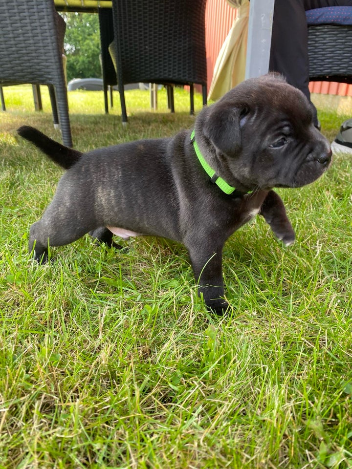 engelsk staffordshire bull