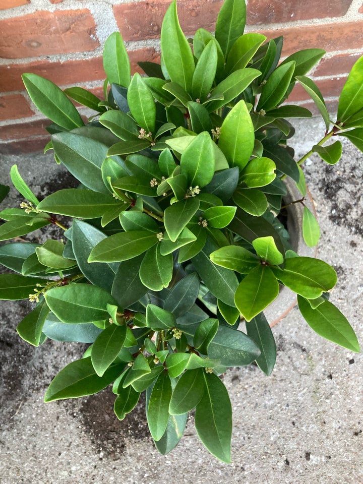 Skimmia japonica Skimmia