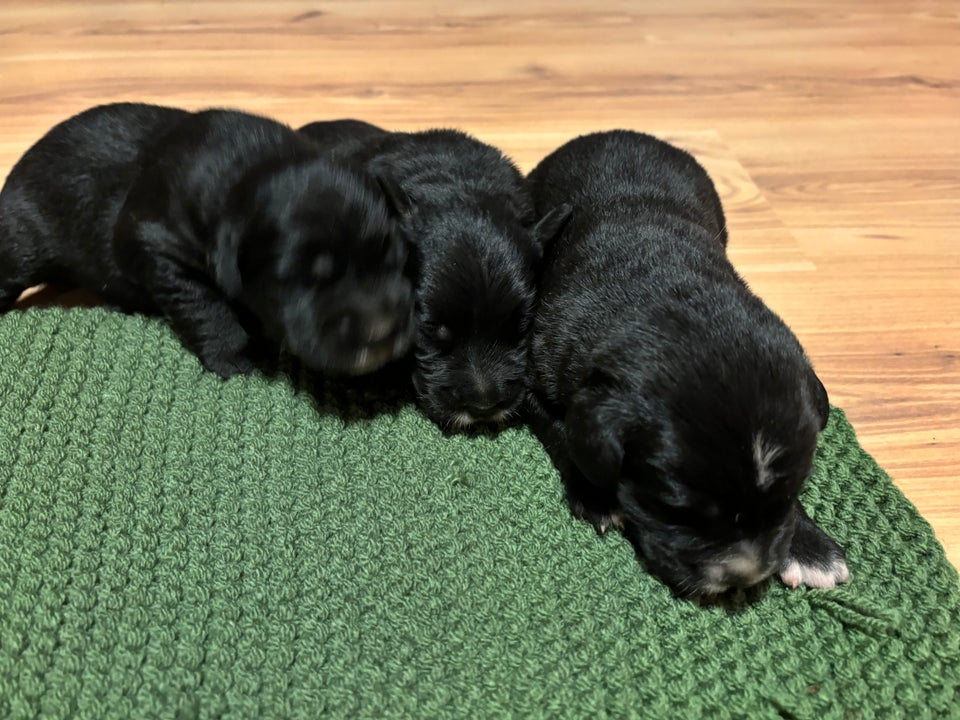 Berner sennen/ gul labrador...