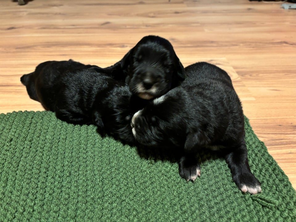 Berner sennen/ gul labrador...