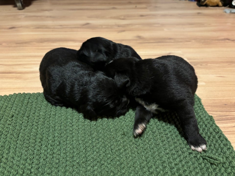 Berner sennen/ gul labrador...