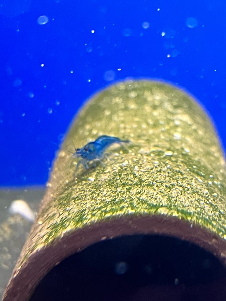 Neocaridina davidi - Blue Dream,