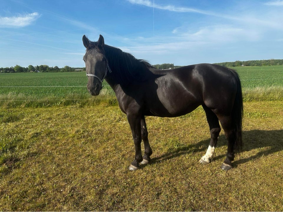 Oldenborg hoppe 15 år