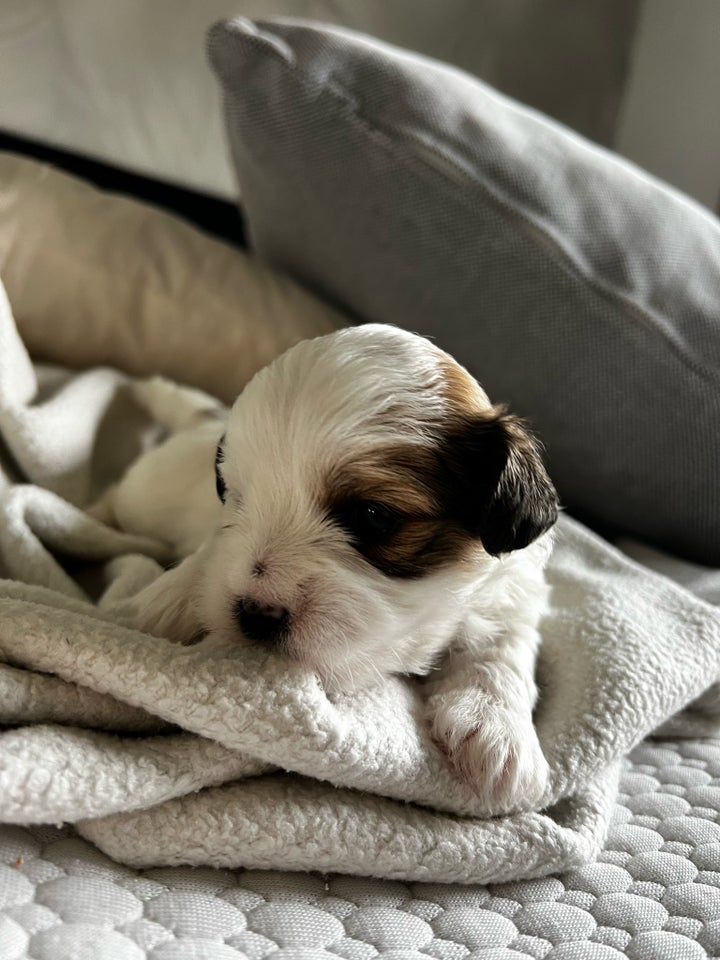 Smukke Coton de Tulear Hvalpe