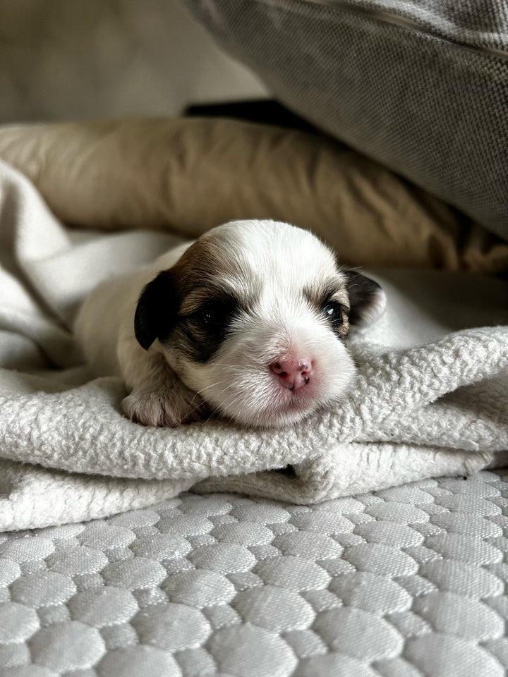 Smukke Coton de Tulear Hvalpe