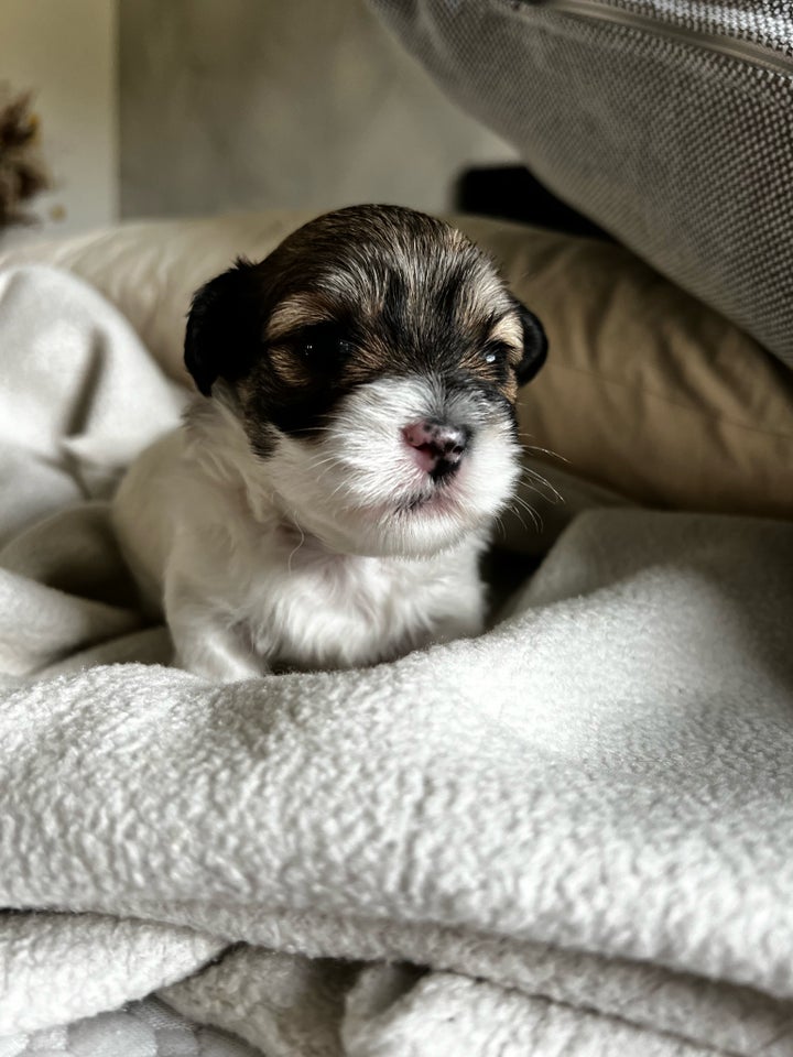 Smukke Coton de Tulear Hvalpe