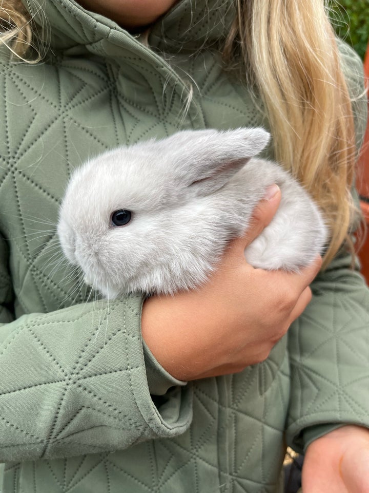 Kanin, Mini lop, 0 år