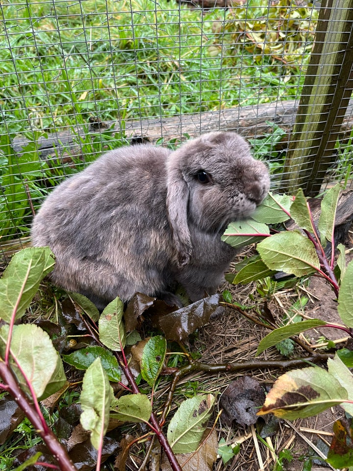 Kanin, Mini lop, 0 år