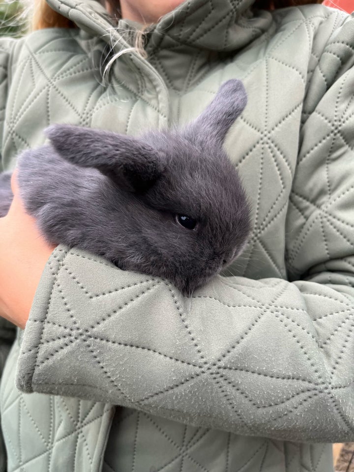 Kanin, Mini lop, 0 år