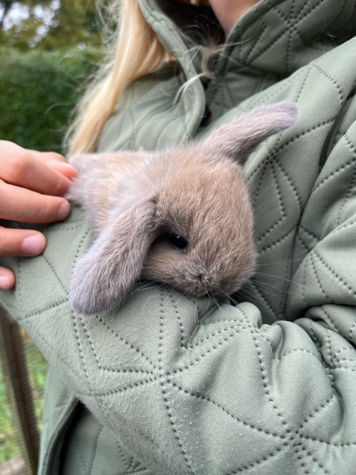 Kanin, Mini lop, 0 år