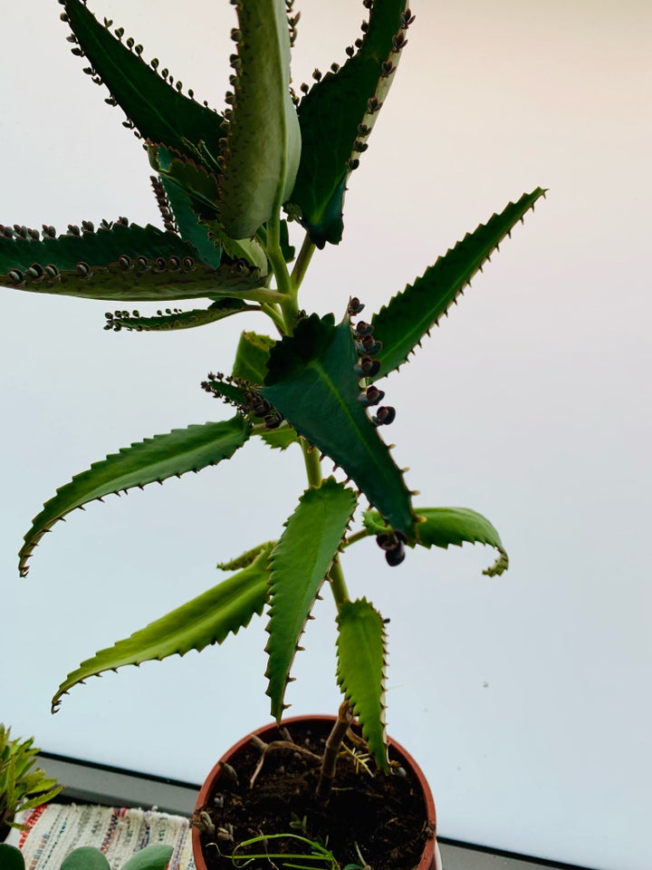 Monther of thousands kalanchoe