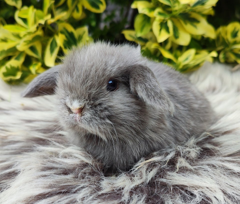 Kanin Minilop mini lop 0 år