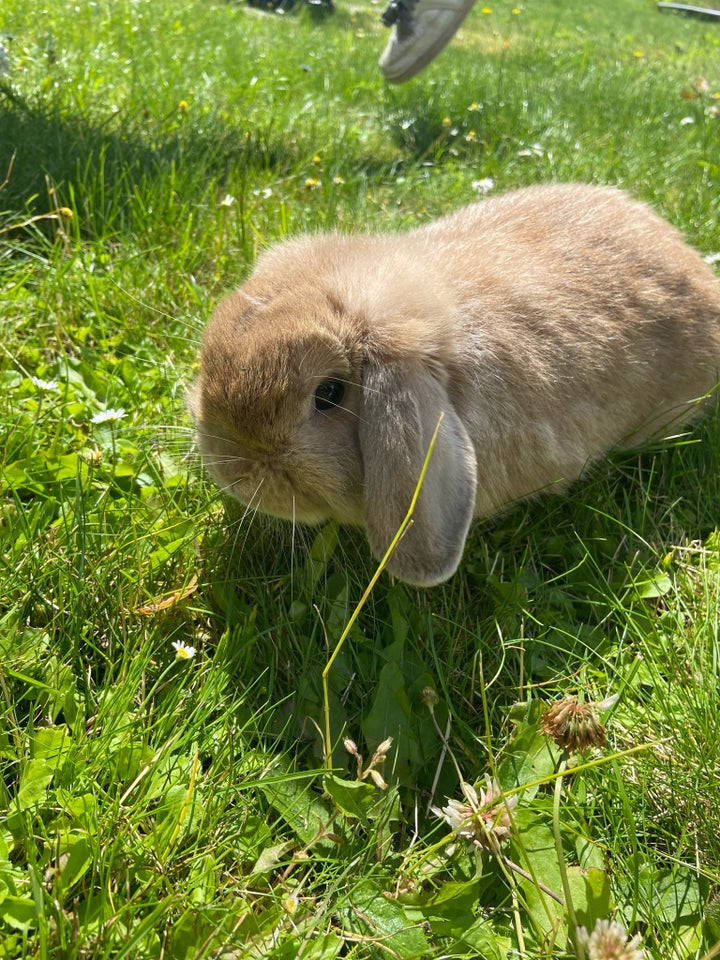 Kanin Mini Lop 1 år