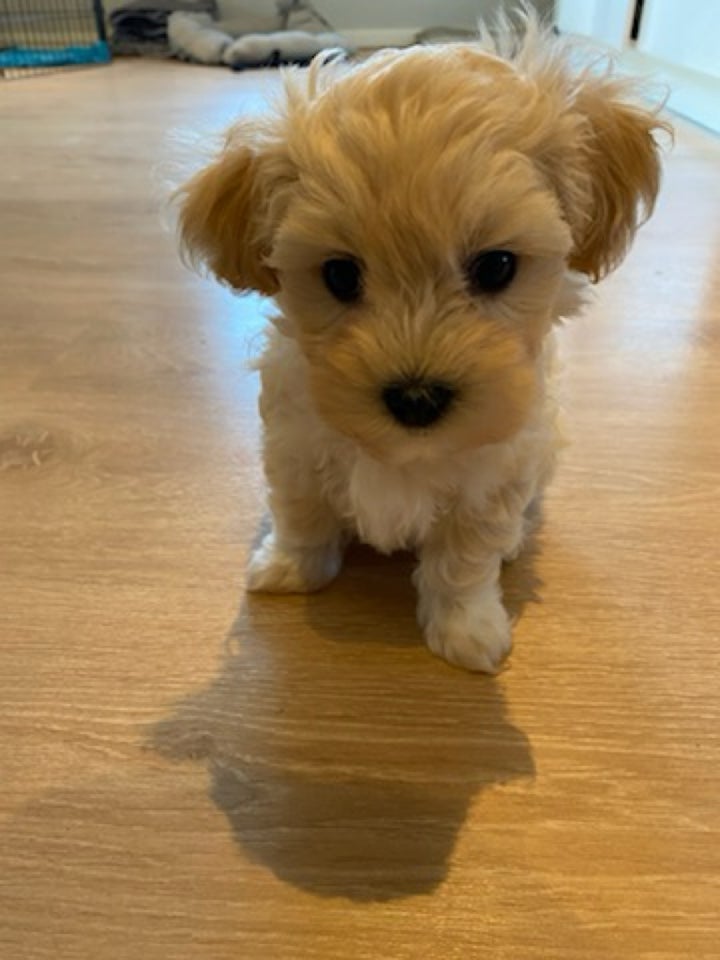 Maltipoo, hvalpe, 8 uger