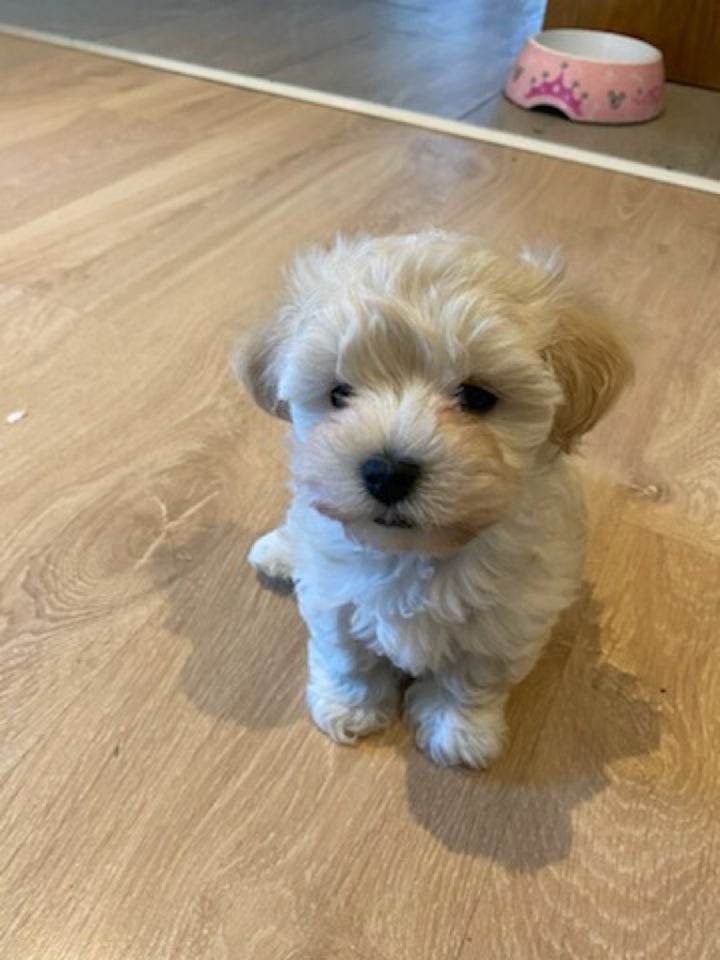 Maltipoo, hvalpe, 8 uger