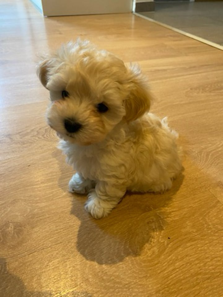 Maltipoo, hvalpe, 8 uger