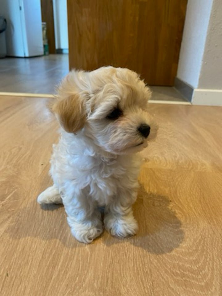 Maltipoo, hvalpe, 8 uger