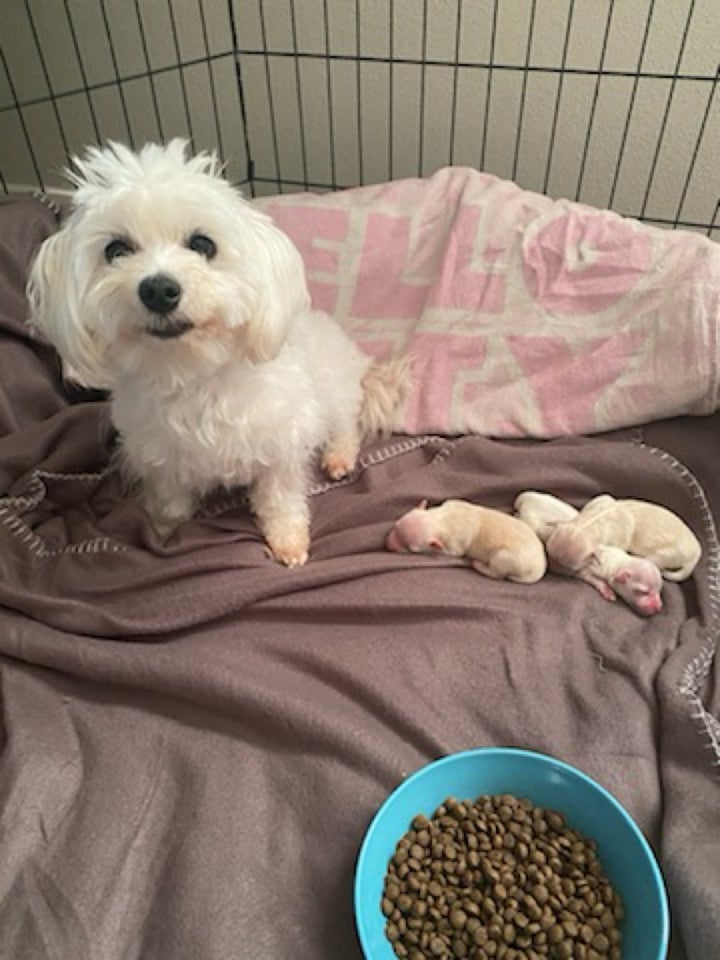 Maltipoo, hvalpe, 8 uger