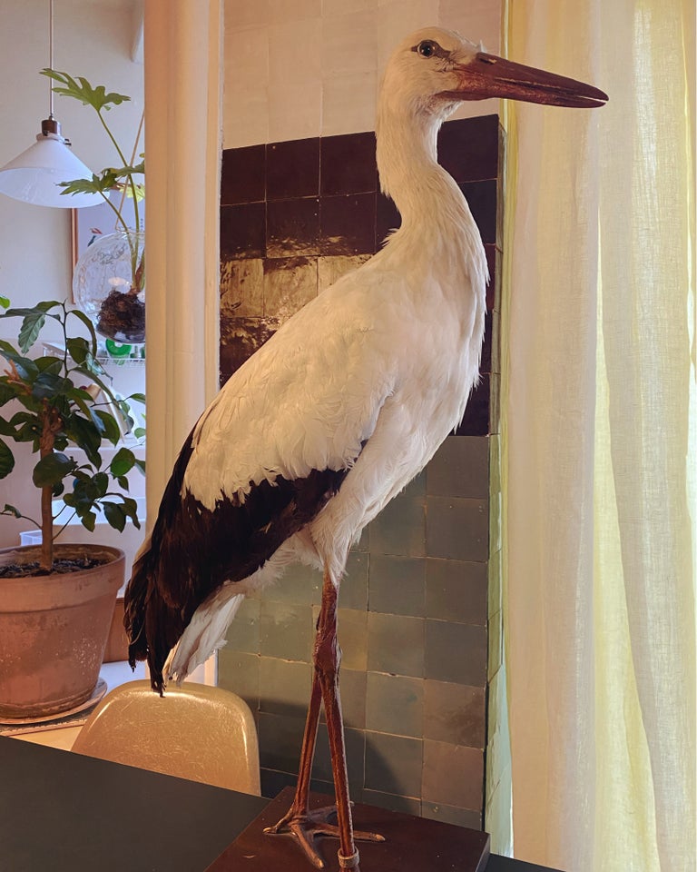 Udstoppede dyr, Udstoppet stork