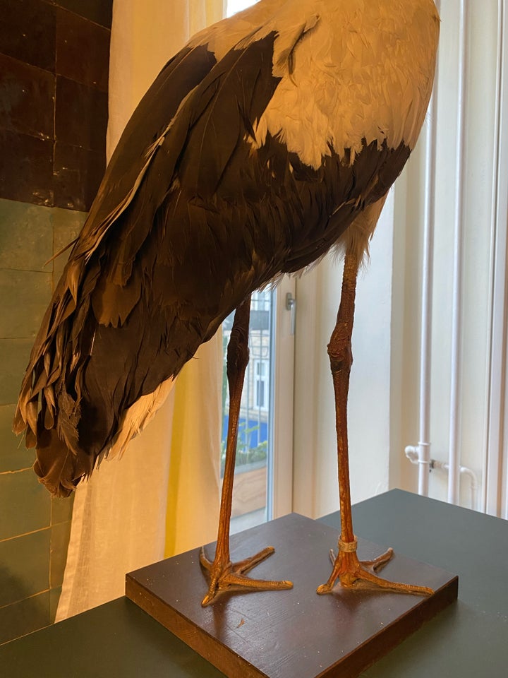 Udstoppede dyr, Udstoppet stork