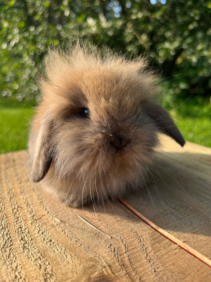 Kanin Lionlop 0 år