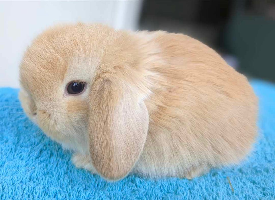 Kanin Minilop kaninunger