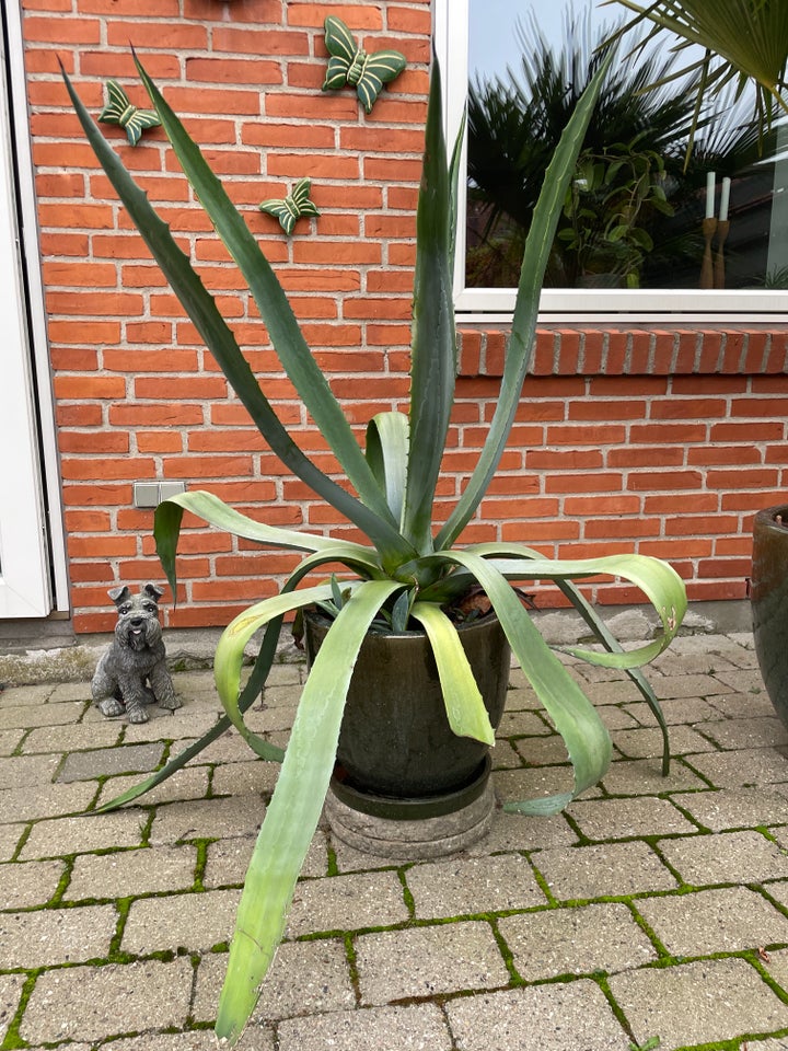 Agave